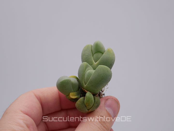 Vanheerdea Divergens | Split Rock Living Stone Succulents