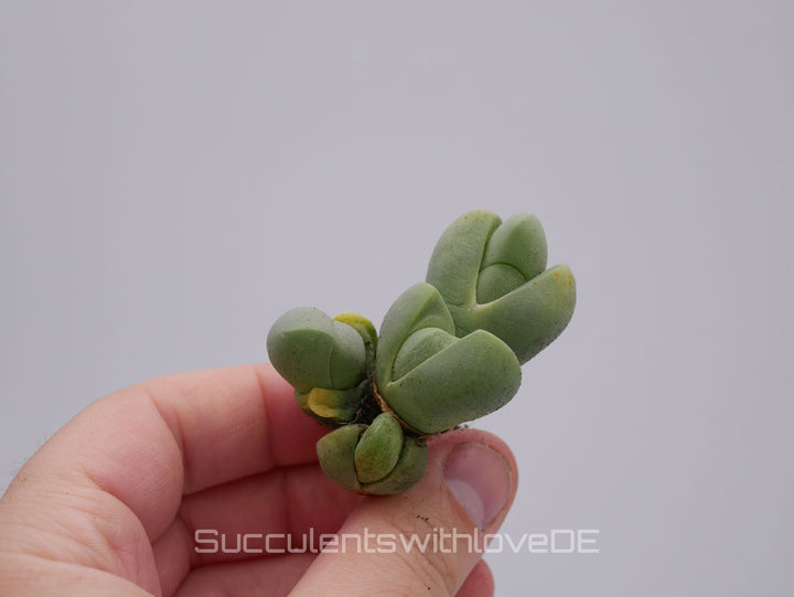 Vanheerdea Divergens | Split Rock Living Stone Succulents