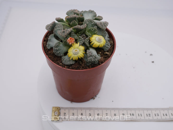 Titanopsis Calcarea | Split Rock Living Stone Succulents