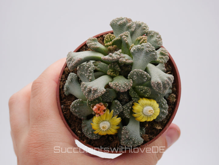 Titanopsis Calcarea | Split Rock Living Stone Succulents