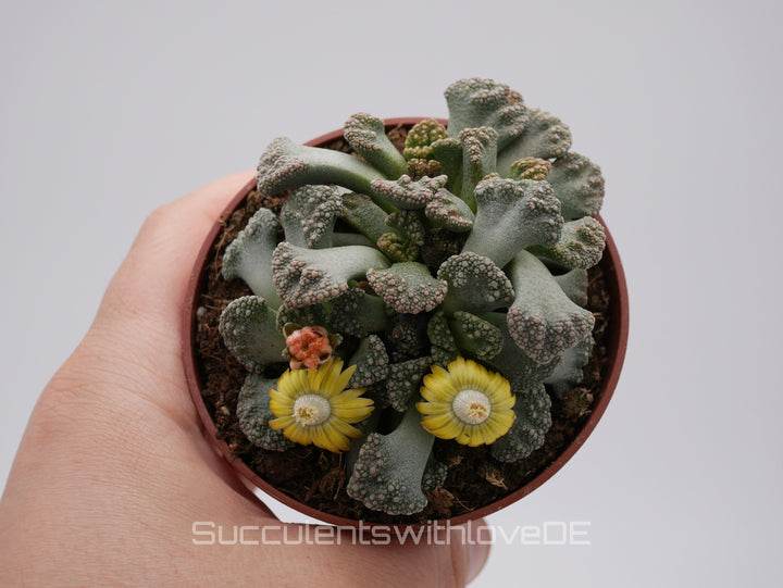 Titanopsis Calcarea | Split Rock Living Stone Succulents