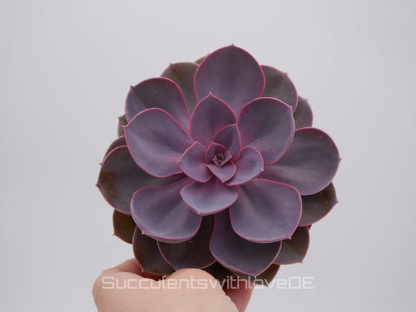 Echeveria 'Purple Pearl' - schöne Sukkulente - Vermehrungsblatt oder Pflanze