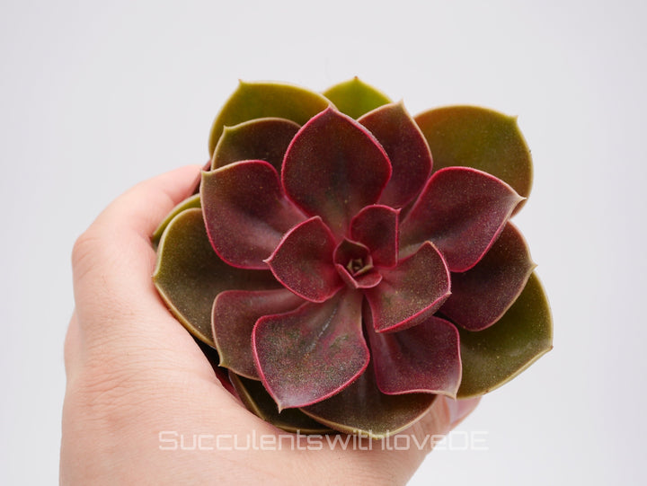 Echeveria 'Red Ruby' - seltene Sukkulente - Pflanze oder Vermehrungsblatt