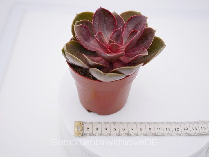 Echeveria 'Red Ruby' - seltene Sukkulente - Pflanze oder Vermehrungsblatt