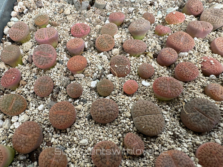 Lithops red mix | Lithops Living Stone