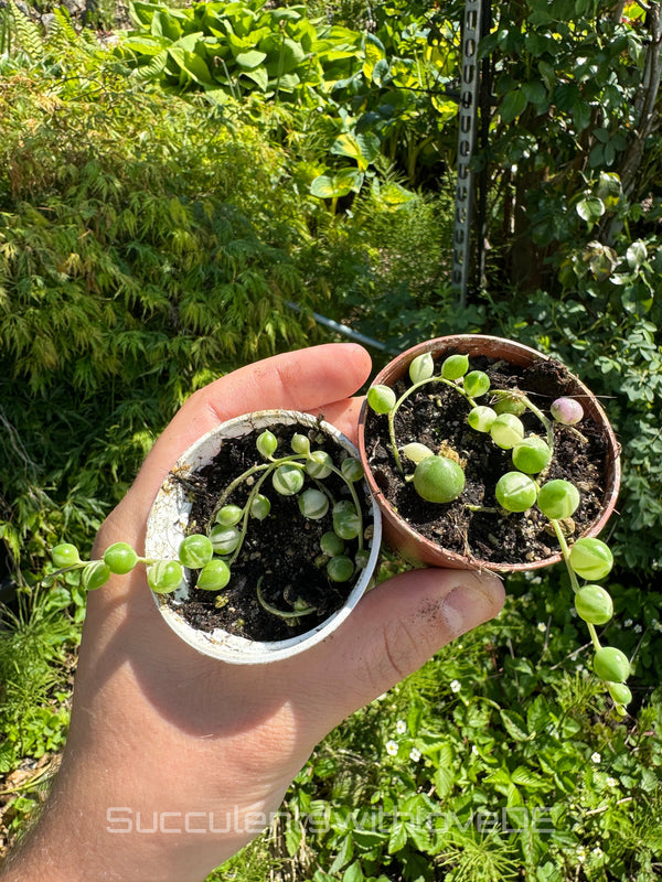 Senecio Rowleyanus Variegated (Erbsenpflanze) - Steckling oder Pflanze