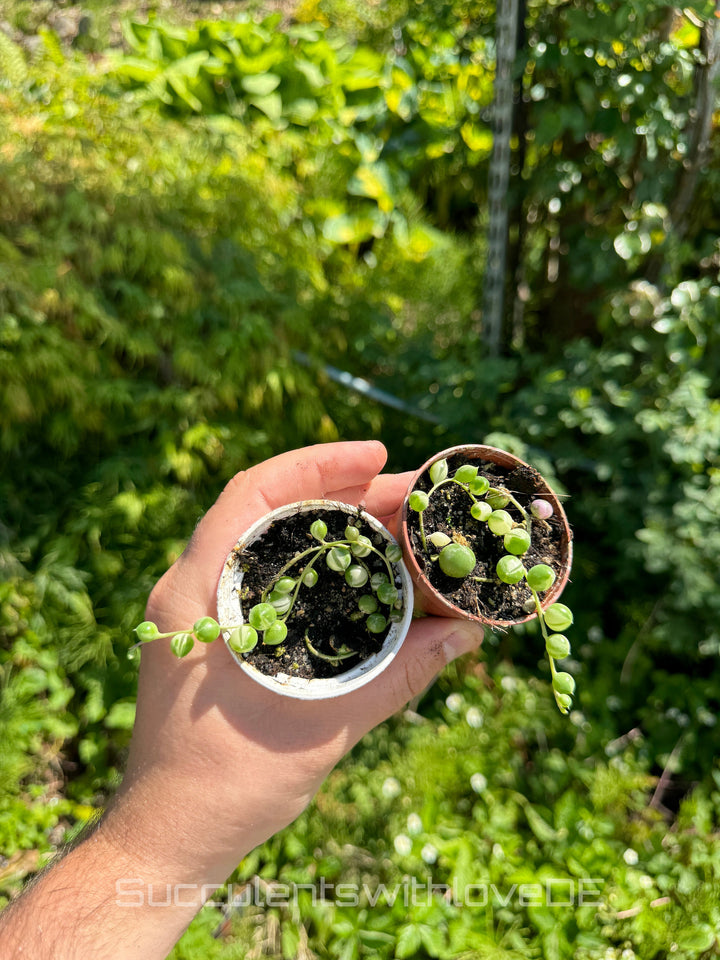 Senecio Rowleyanus Variegated (Erbsenpflanze) - Steckling oder Pflanze