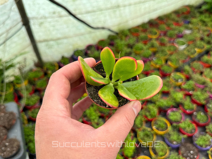 Crassula ovata 'Sunset' - bunte Sukkulente - Steckling oder Vermehrungsblatt