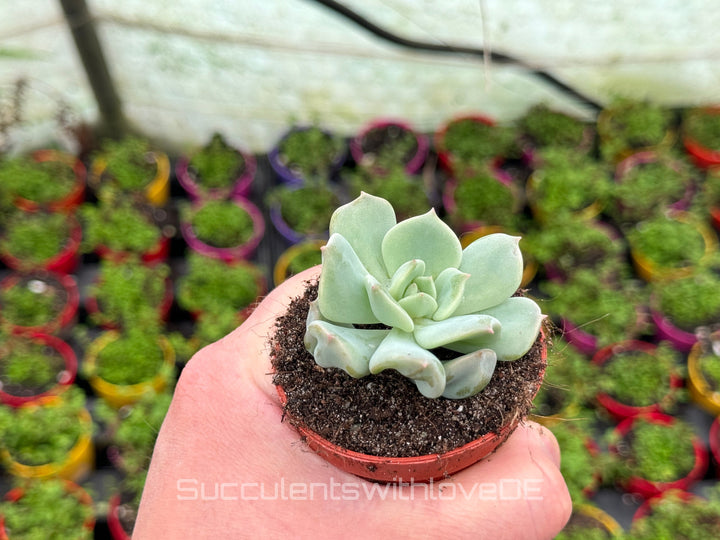 Echeveria 'Super Milk' - schöne und sehr seltene Sukkulente - Pflanze * Korea Import