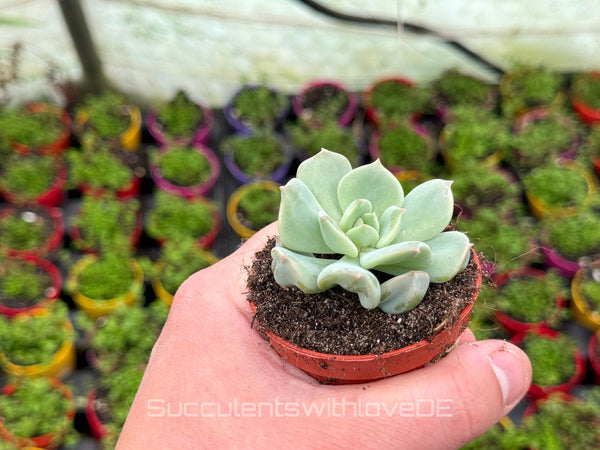 Echeveria 'Super Milk' - schöne und sehr seltene Sukkulente - Pflanze * Korea Import