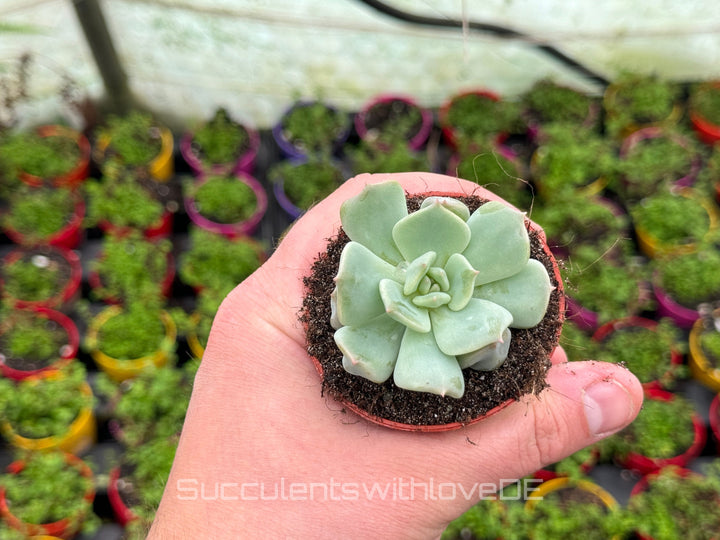 Echeveria 'Super Milk' - schöne und sehr seltene Sukkulente - Pflanze * Korea Import