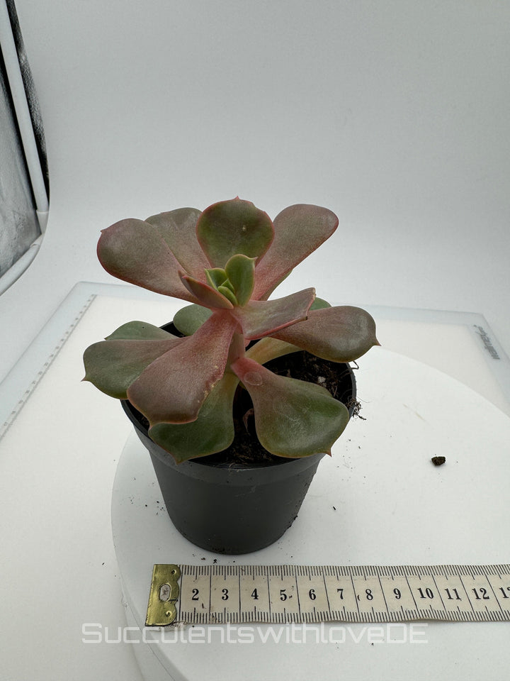 Echeveria 'Mont' - sehr seltene und schöne Sukkulente - Vermehrungsblatt oder Pflanze