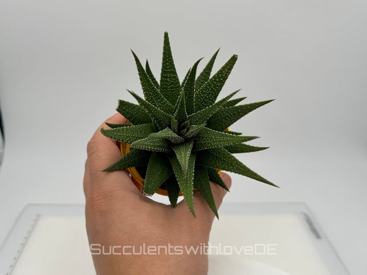 Haworthia - schöne große Sukkulente - Pflanze