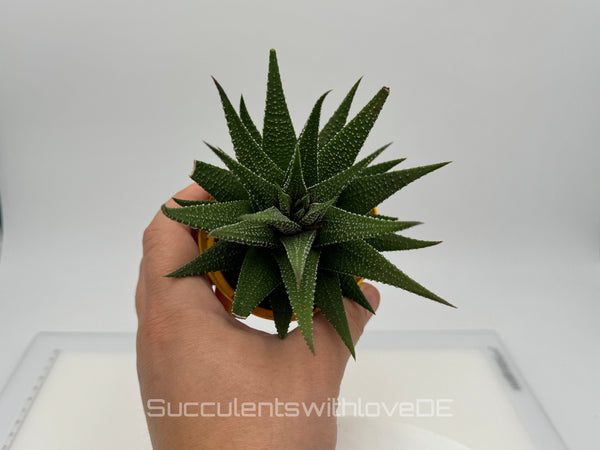 Haworthia - schöne große Sukkulente - Pflanze