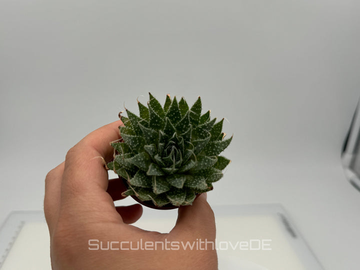 Haworthia - schöne Sukkulente - Pflanze