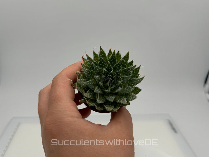 Haworthia - schöne Sukkulente - Pflanze