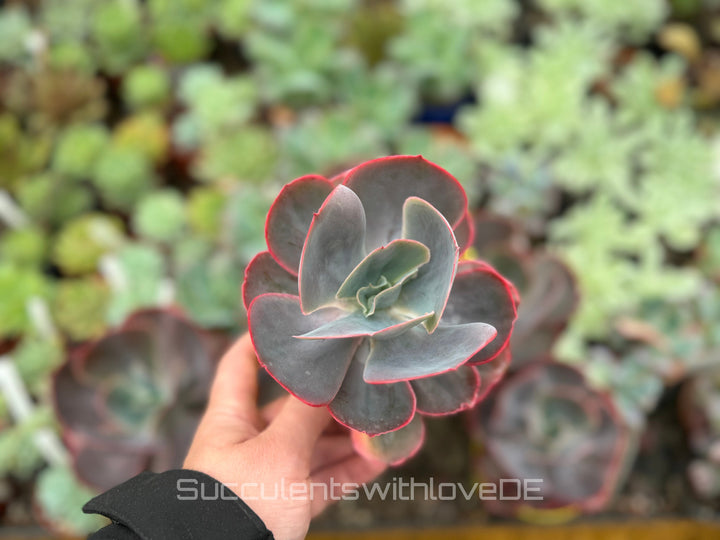 Echeveria 'Purpose Rose' - schöne und seltene Sukkulente - Sukkulente - Pflanze * Korea Import *