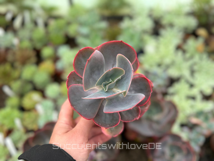 Echeveria 'Purpose Rose' - schöne und seltene Sukkulente - Sukkulente - Pflanze * Korea Import *