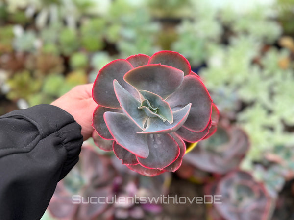 Echeveria 'Purpose Rose' - schöne und seltene Sukkulente - Sukkulente - Pflanze * Korea Import *