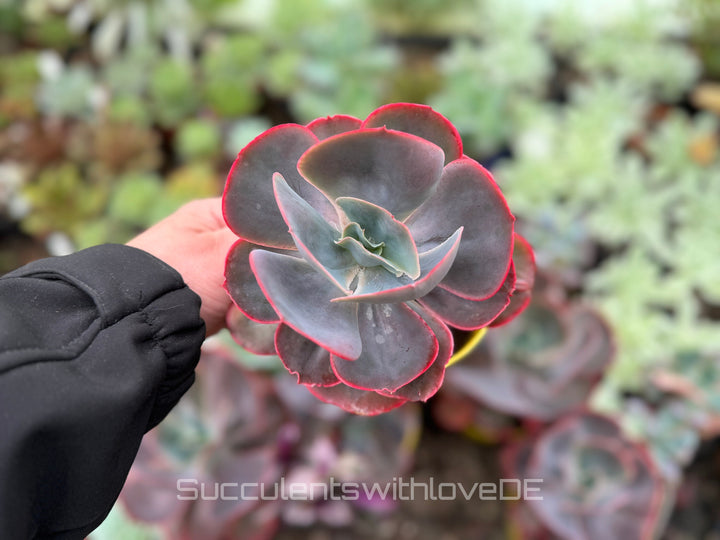 Echeveria 'Purpose Rose' - schöne und seltene Sukkulente - Sukkulente - Pflanze * Korea Import *