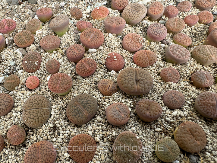 Lithops dorotheae mix | Lithops Living Stone