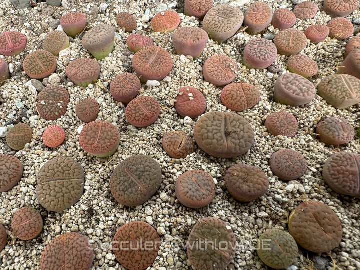 Lithops red mix | Lithops Living Stone