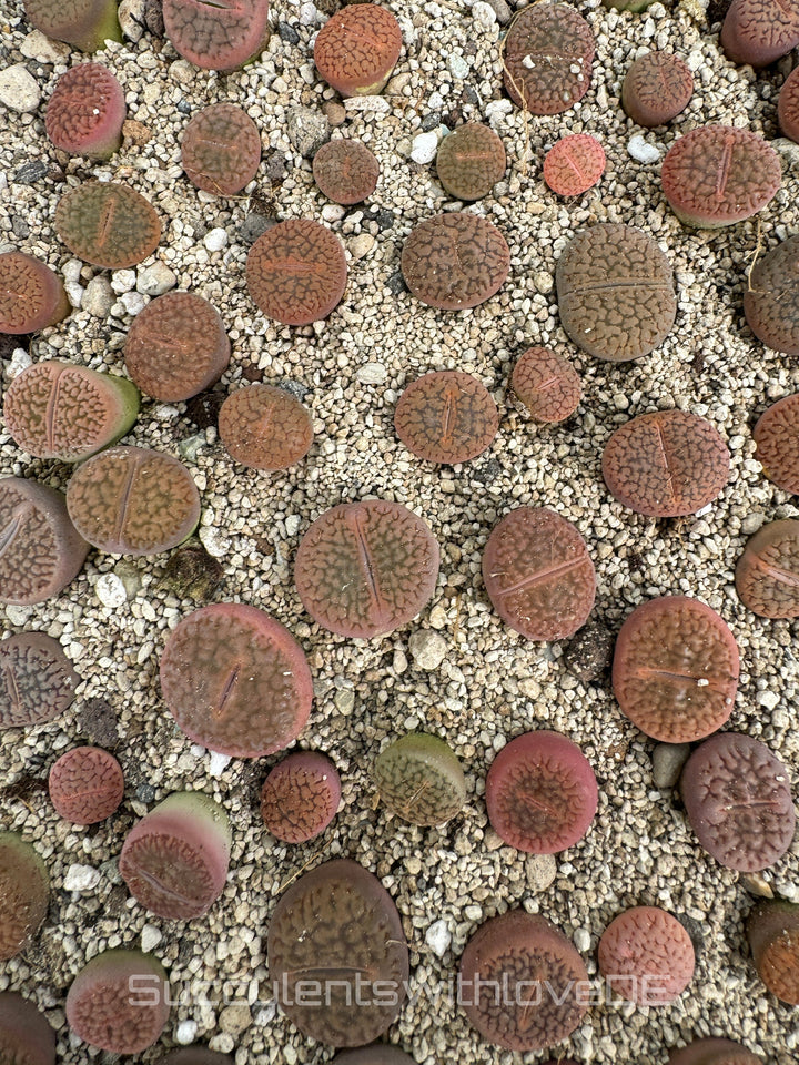 Lithops red mix | Lithops Living Stone