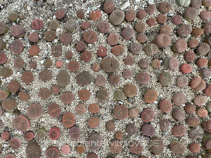 Lithops red mix | Lithops Living Stone