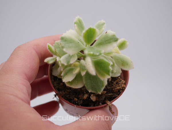 Cotyledon ladysmithiensis 'Variegata' - schöne Sukkulente - Pflanze