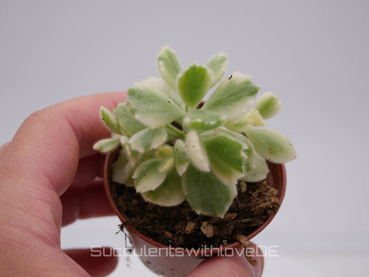 Cotyledon ladysmithiensis 'Variegata' - schöne Sukkulente - Pflanze