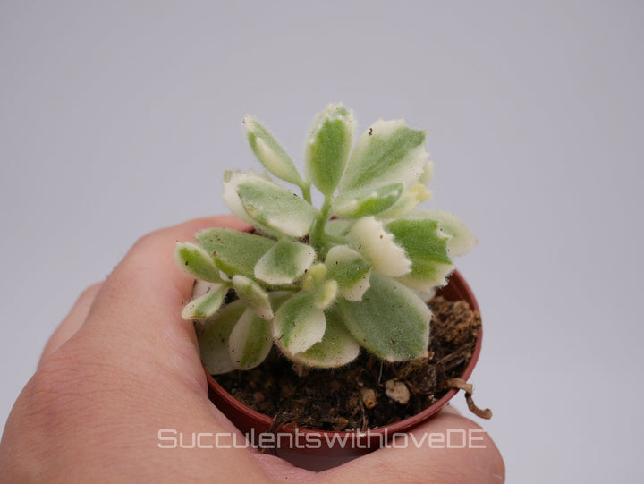 Cotyledon ladysmithiensis 'Variegata' - schöne Sukkulente - Pflanze