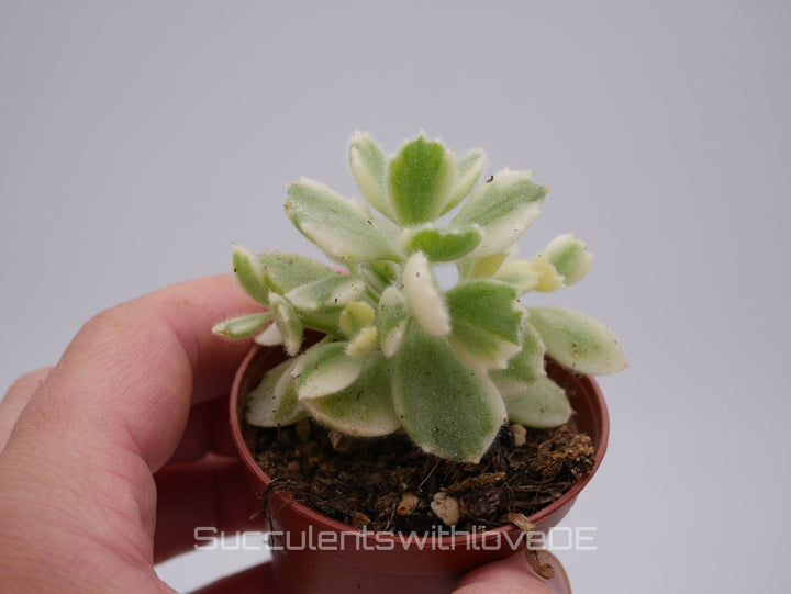 Cotyledon ladysmithiensis 'Variegata' - schöne Sukkulente - Pflanze