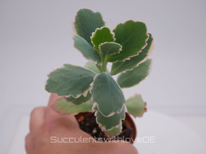 Kalanchoe fedtschenkoi variegata - Sukkulente - 5,5cm Topf