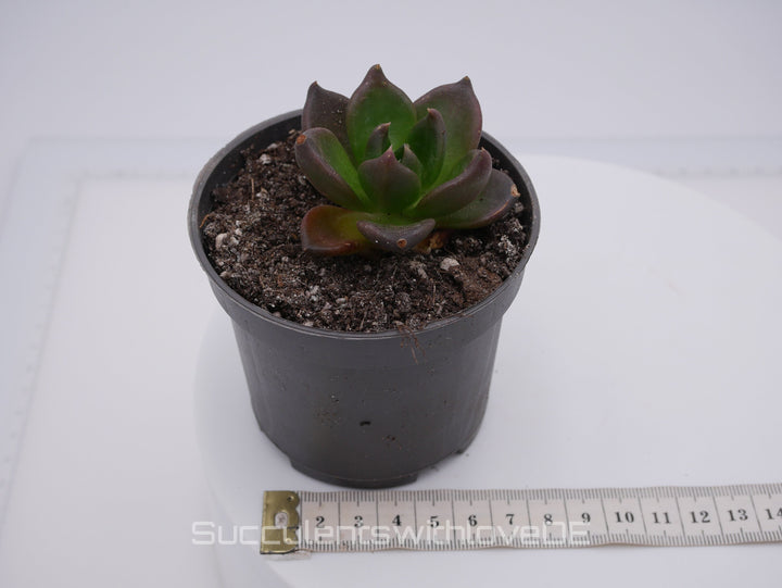 Echeveria 'Black Knight' - schöne und seltene Sukkulente - dunkle Sukkulente - Vermehrungsblatt oder Pflanze