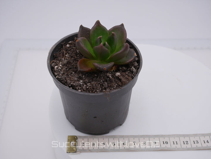 Echeveria 'Black Knight' - schöne und seltene Sukkulente - dunkle Sukkulente - Vermehrungsblatt oder Pflanze