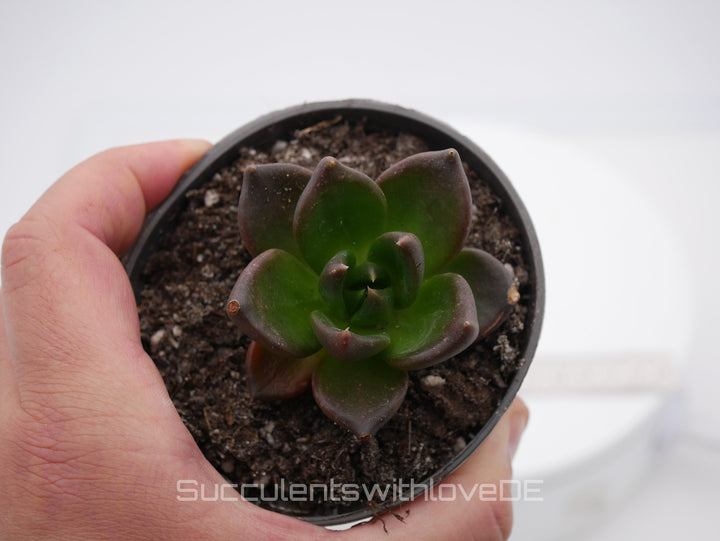 Echeveria 'Black Knight' - schöne und seltene Sukkulente - dunkle Sukkulente - Vermehrungsblatt oder Pflanze