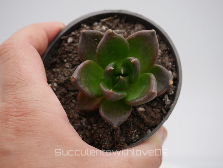 Echeveria 'Black Knight' - schöne und seltene Sukkulente - dunkle Sukkulente - Vermehrungsblatt oder Pflanze