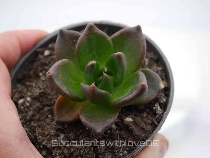 Echeveria 'Black Knight' - schöne und seltene Sukkulente - dunkle Sukkulente - Vermehrungsblatt oder Pflanze