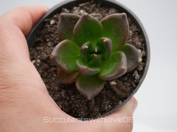 Echeveria 'Black Knight' - schöne und seltene Sukkulente - dunkle Sukkulente - Vermehrungsblatt oder Pflanze