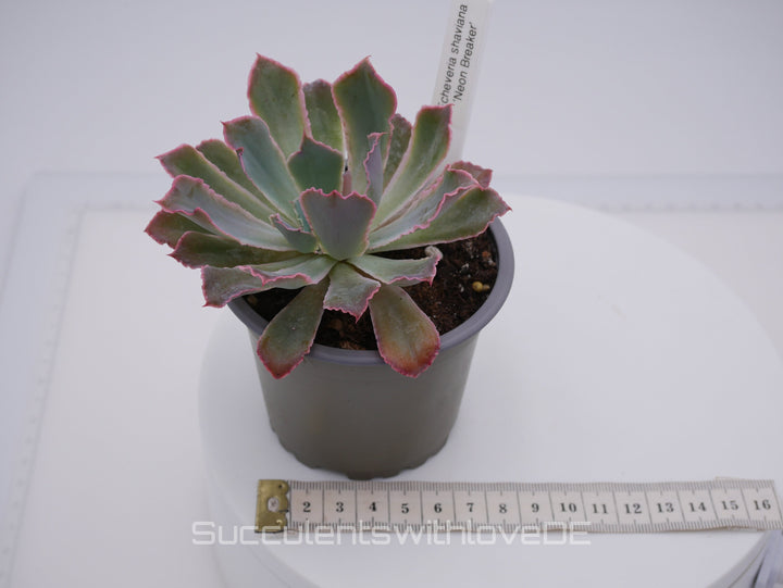 Echeveria 'Neon Breaker' - seltene Sukkulente - Vermehrungsblatt oder Pflanze