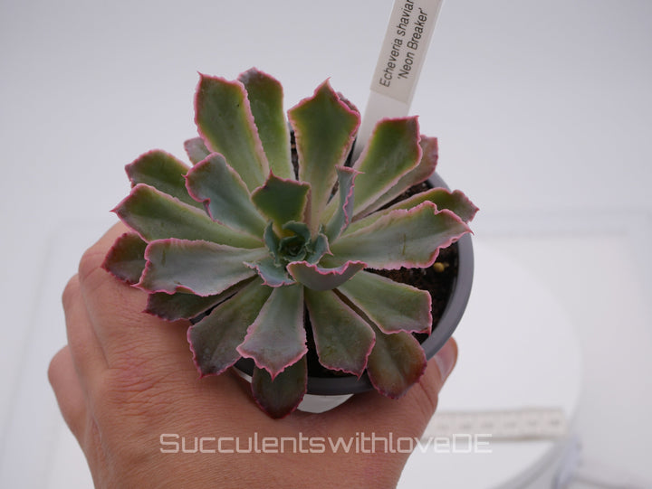 Echeveria 'Neon Breaker' - seltene Sukkulente - Vermehrungsblatt oder Pflanze