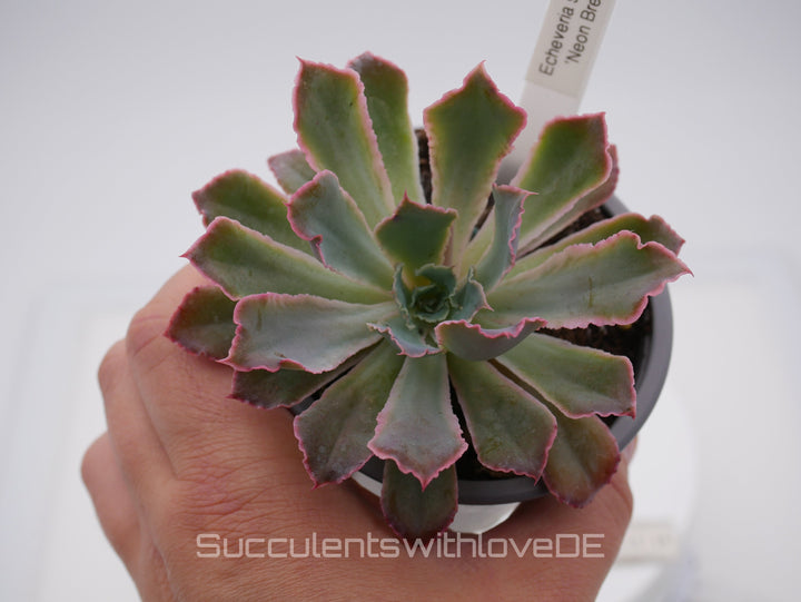 Echeveria 'Neon Breaker' - seltene Sukkulente - Vermehrungsblatt oder Pflanze