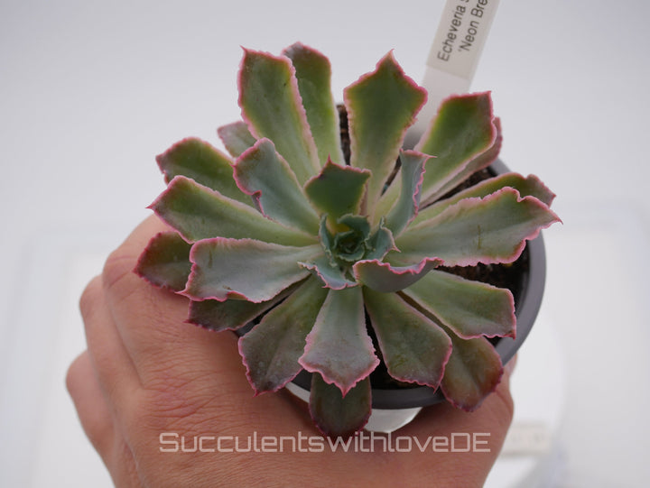 Echeveria 'Neon Breaker' - seltene Sukkulente - Vermehrungsblatt oder Pflanze