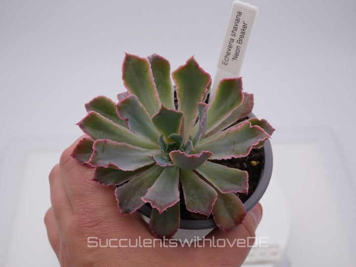 Echeveria 'Neon Breaker' - seltene Sukkulente - Vermehrungsblatt oder Pflanze