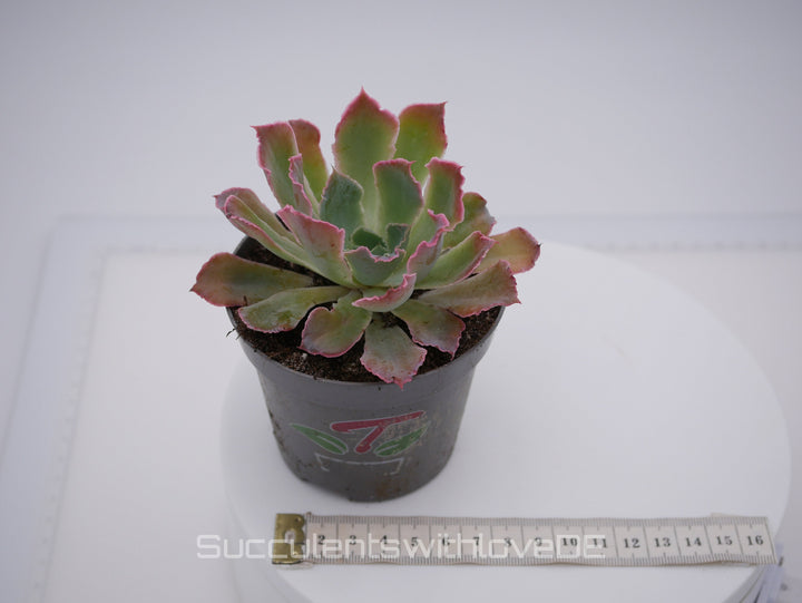 Echeveria shaviana 'Pink Frills' - seltene Sukkulente - Vermehrungsblatt oder Pflanze