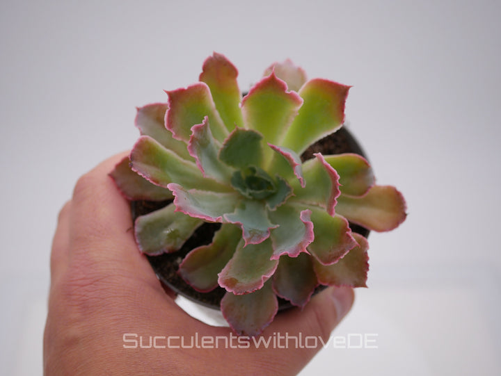 Echeveria shaviana 'Pink Frills' - seltene Sukkulente - Vermehrungsblatt oder Pflanze