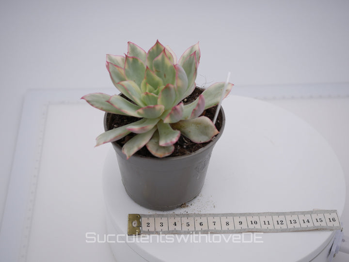Echeveria 'Moon Goddess' / 'Esther' variegated - schöne und sehr seltene Sukkulente - Pflanze * Korea Import *