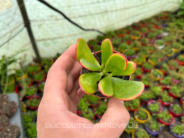 Crassula ovata 'Sunset' - bunte Sukkulente - Steckling oder Vermehrungsblatt