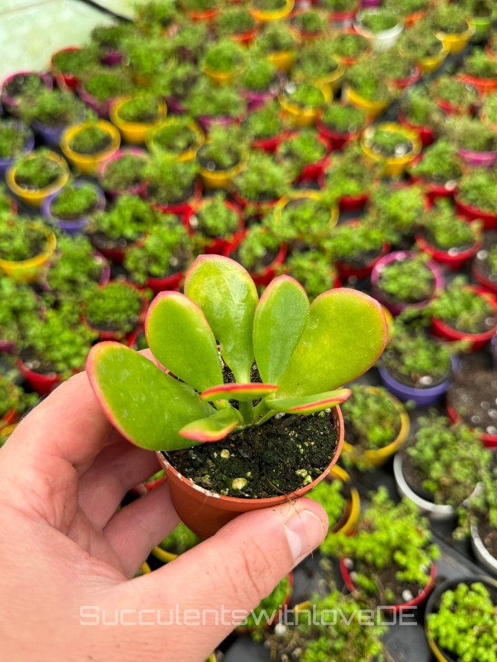 Crassula ovata 'Sunset' - bunte Sukkulente - Steckling oder Vermehrungsblatt