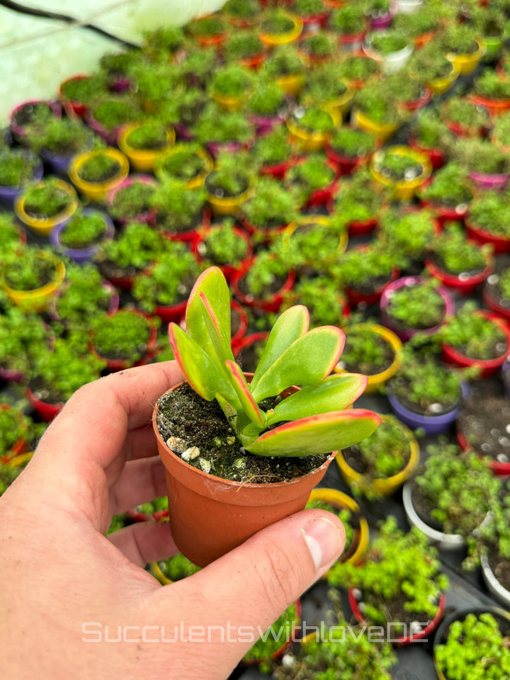 Crassula ovata 'Sunset' - bunte Sukkulente - Steckling oder Vermehrungsblatt